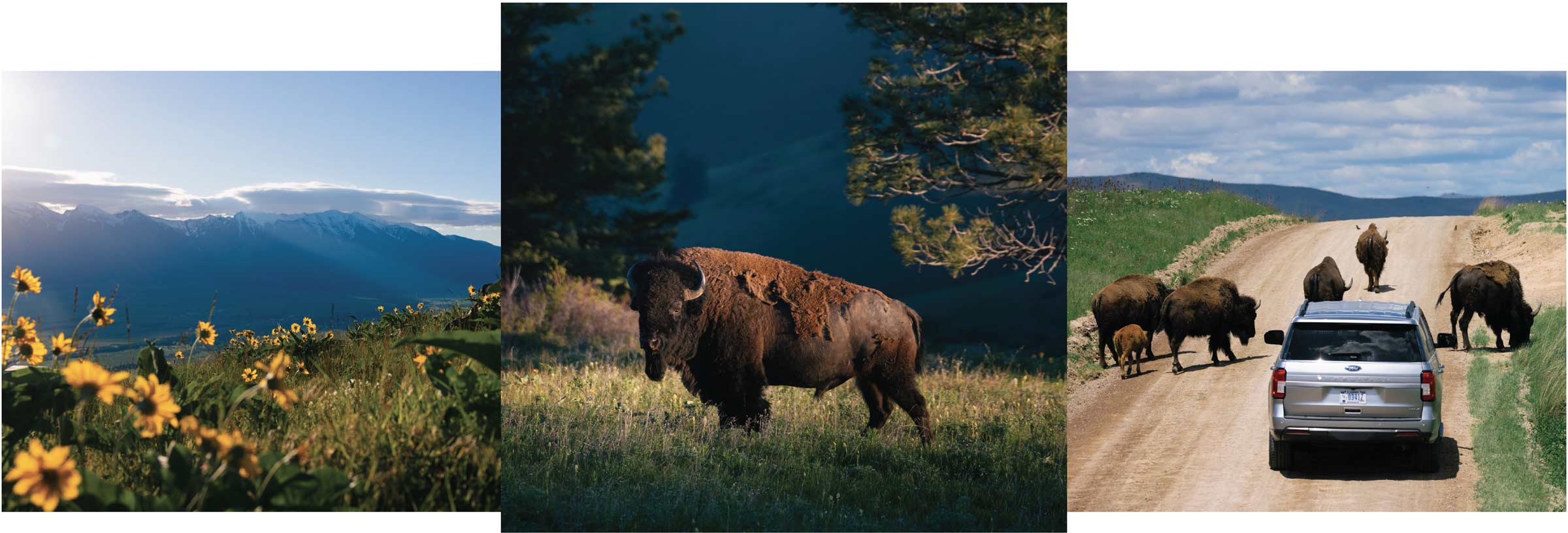 Scenic drive through the Bison Range