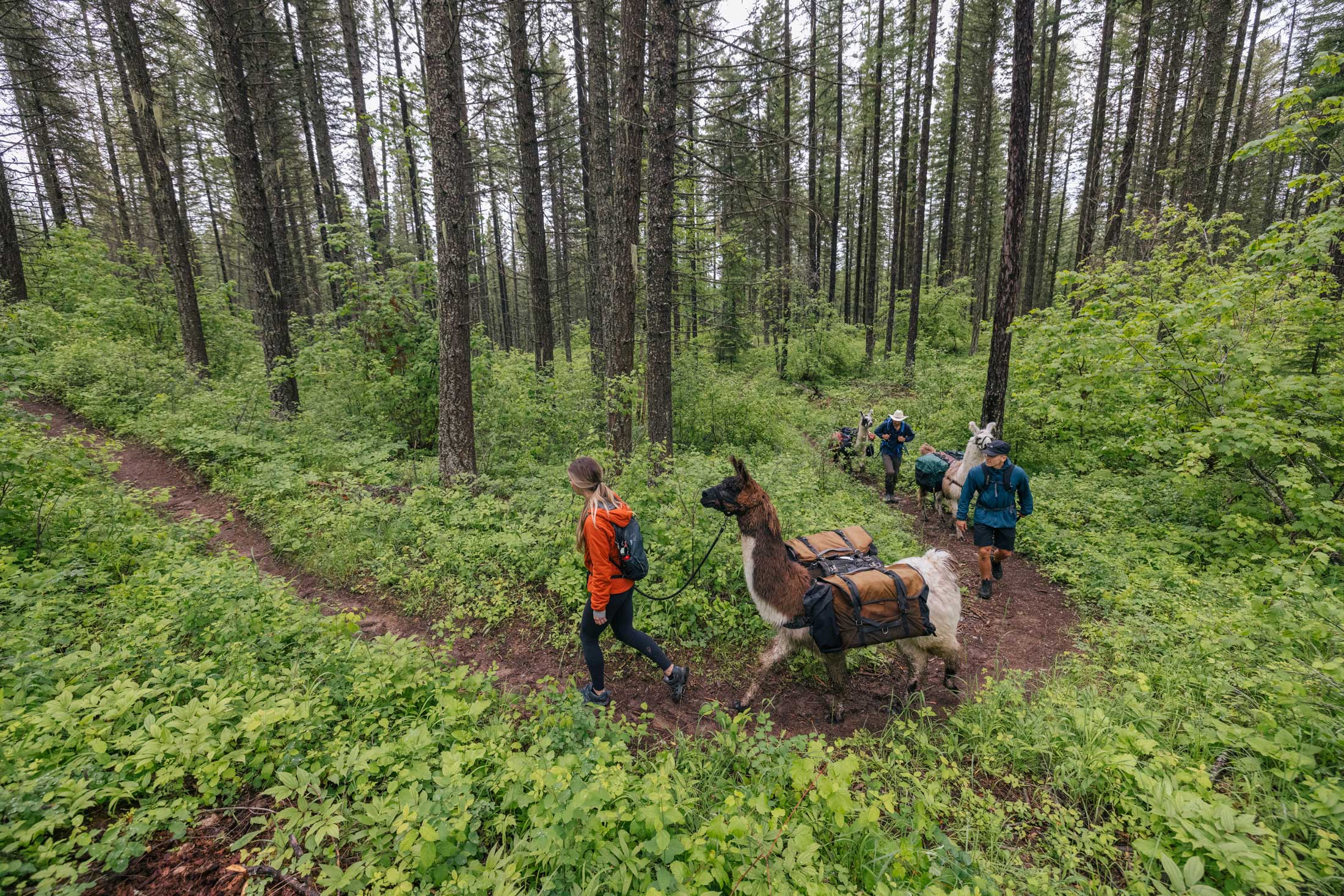 Llama trek