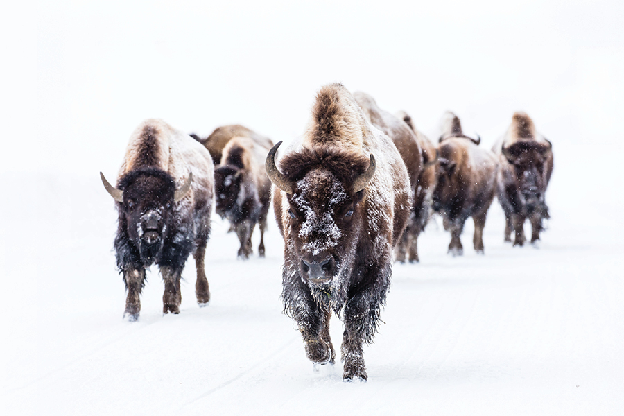 Montana's Yellowstone Country in Western Montana